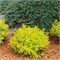 Лайм Стар (Berberis thunbergii Lime Star) 3393