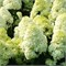 Лаймлайт (Hydrangea paniculata Limelight) 3395
