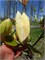 Лаймлайт (Magnolia Limelight) 3397