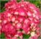 Лёйхфейер (Hydrangea macrophylla Leuchtfeuer) 3405