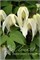 Лемон Бьюти (Clematis atragene Lemon Beauty) 3406