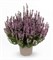 Лизбет (Calluna vulgaris Fruhe Lisbeth) 3411