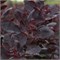 Лилла (Cotinus coggygria Lilla) 3416