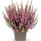 Лилли (Calluna vulgaris Lilli) 3417