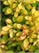 Лимончелло (Berberis thunbergii Limoncello BailErin) 3418