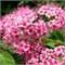 Литл Принцесс (Spiraea japonica Little Princess) 3427