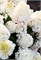 Литтл Блоссом , Living® (Европа) (Hydrangea paniculata Little Blossom) 3430