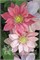 Литтл Мермейд (Clematis Little Mermaid) 3434