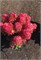 Литтл Роузи , Living® (Европа) (Hydrangea paniculata Little Rosy) 3437