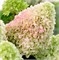 Литтл Фреско (Hydrangea paniculata Little Fresco) 3440