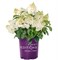 Литтл Хотти (First Editions®) (Hydrangea paniculata Little Hottie First Editions®) 3442