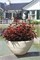 Литтл Энджел (Physocarpus opulifolius Little Angel) 3444