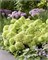 Литтл Эппл , Living® (Европа) (Hydrangea paniculata Little Apple) 3445
