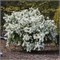 Лотус Мун Перлбуш (Exochorda macrantha Lotus Moon Pearlbush) 3447