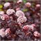 Лэди ин Рэд (Physocarpus opulifolius Lady in Red) 3455