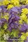 Люминоус Даск (Clematis atragene LUMINOUS® DUSK) 3456