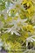 Люминоус Сноу (Clematis atragene LUMINOUS® SNOW) 3457