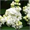 Мадам Лемуан (Syringa vulgaris Mme Lemoine) 3458