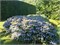 Маджик Пиллоу (Hydrangea serrata Magic Pillow) 3459