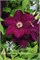 Мазовше Волкано (Clematis Mazowsze VOLCANO) 3462