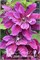 Май Бьюти (Clematis My Beauty) 3463