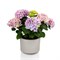 Май Бьютифул Дива (Hydrangea macrophylla My Beautiful Diva) 3464