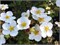 Манчу (Potentilla fruticosa Manchu) 3474