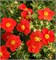 Мариан Ред Робин (Potentilla fruticosa Marian Red Robin) 3475