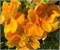 Мармелад (First Editions®) (Potentilla fruticosa Marmalade First Editions®) 3479