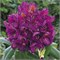 Марсель Менард (Rhododendron Marcel Menard) 3480