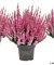 Марта (Calluna vulgaris Marta) 3482