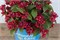 Марун Свон (Weigela Maroon Swoon) 3485