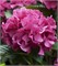 Мася (Hydrangea macrophylla Masja) 3487