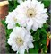 Мать Сиедлиска (Clematis Matka Siedliska) 3488