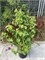 Медуза (Corylus avellana  Medusa) 3490