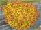 Мерло Голд (Spiraea japonica Merlo Gold) 3495