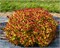 Мерло Стар (Spiraea japonica Merlo Star) 3496