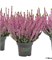 Миа (Calluna vulgaris Mia) 3498