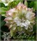 Мидори (Clematis Midori) 3499