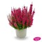 Милва (Calluna vulgaris Milva) 3501