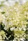 Милк энд Ханни , Living® (Европа) (Hydrangea paniculata Milk & Honey) 3502