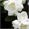 Миннесота Сноуфлэйк (Philadelphus Minnesota Snowflake) 3508