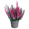 Минтберри (Скарлет-Минт) (Calluna vulgaris Mintberry (Scarlet-Mint)) 3514
