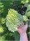 Минти Спирит (Hydrangea paniculata Minty Spirit) 3515
