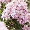 Монт Роуз (Deutzia hybrida Mont Rose) 3525