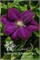 Монте Кассино (Clematis Monte Cassino) 3526