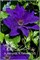 Монюшко (Clematis Moniuszko) 3527