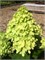 Мохито (Hydrangea paniculata Mojito) 3537
