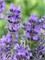 Мунстид (Lavandula angustifolia Munstead) 3551