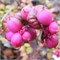 Мэджик Берри (Symphoricarpos doorenbosii Magic Berry) 3552